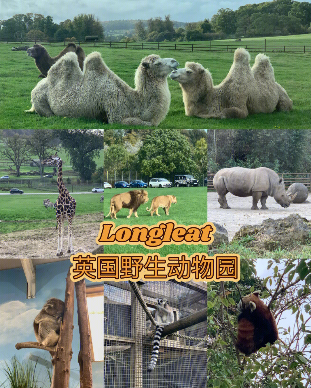 英国longleat也可以看红熊猫啦 longleat是英国排名第一的动物园了