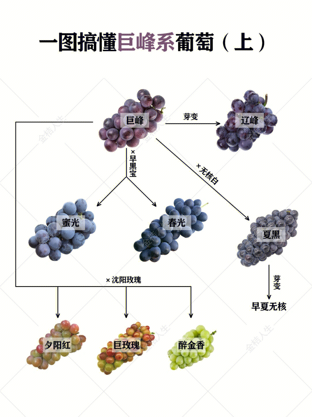 雄风葡萄品种介绍图片