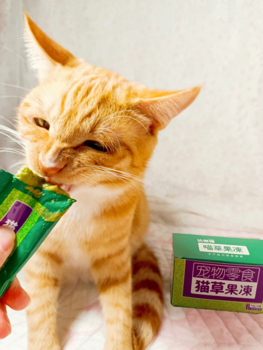 猫猫也能吃果冻