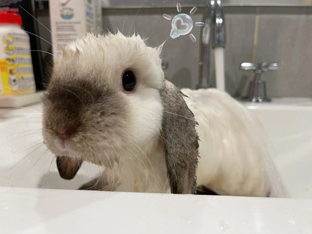 兔兔洗澡夏天的仪式感年度第一洗