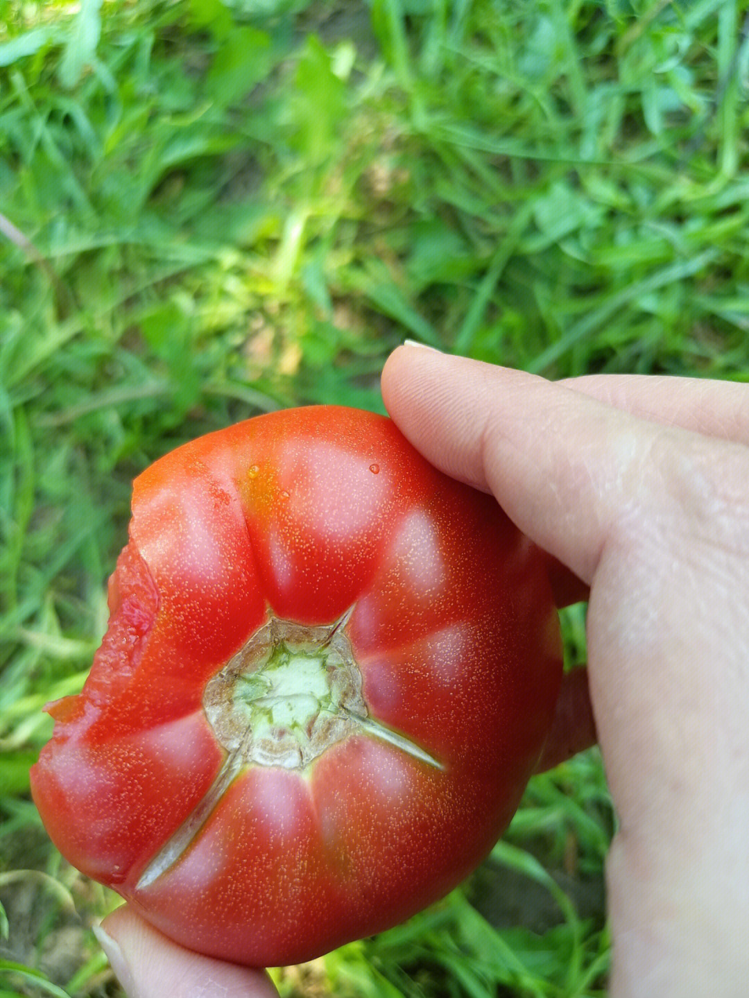 和我一起吃水果绿腚西红柿