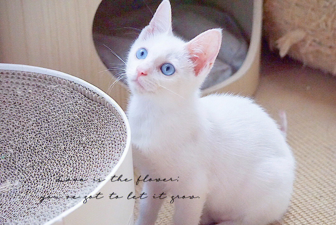 纯白蓝宝石眼睛小猫找领养