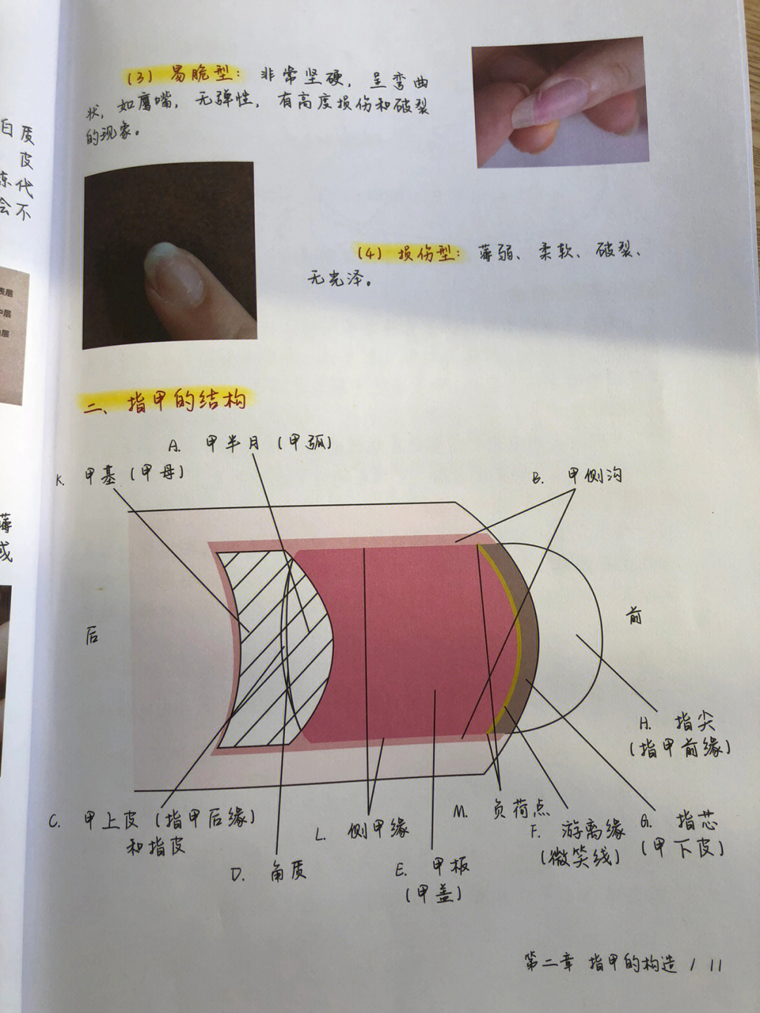 指甲的结构知识和讲解图片