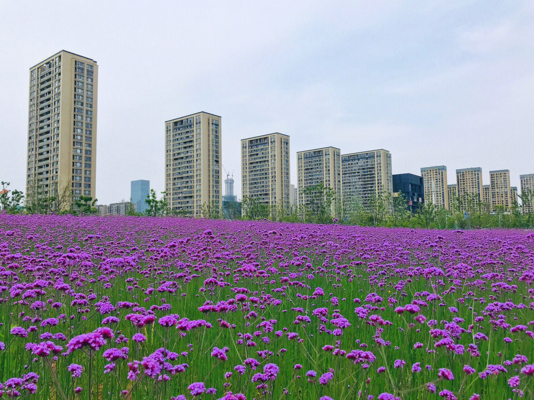 花海位于福庆南路与百丈东路交叉口的新城派出所右侧—生态走廊三期