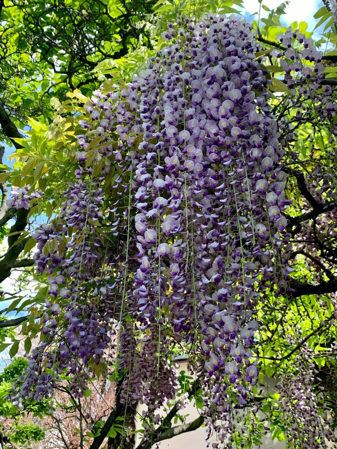 湾区最美的紫藤花园