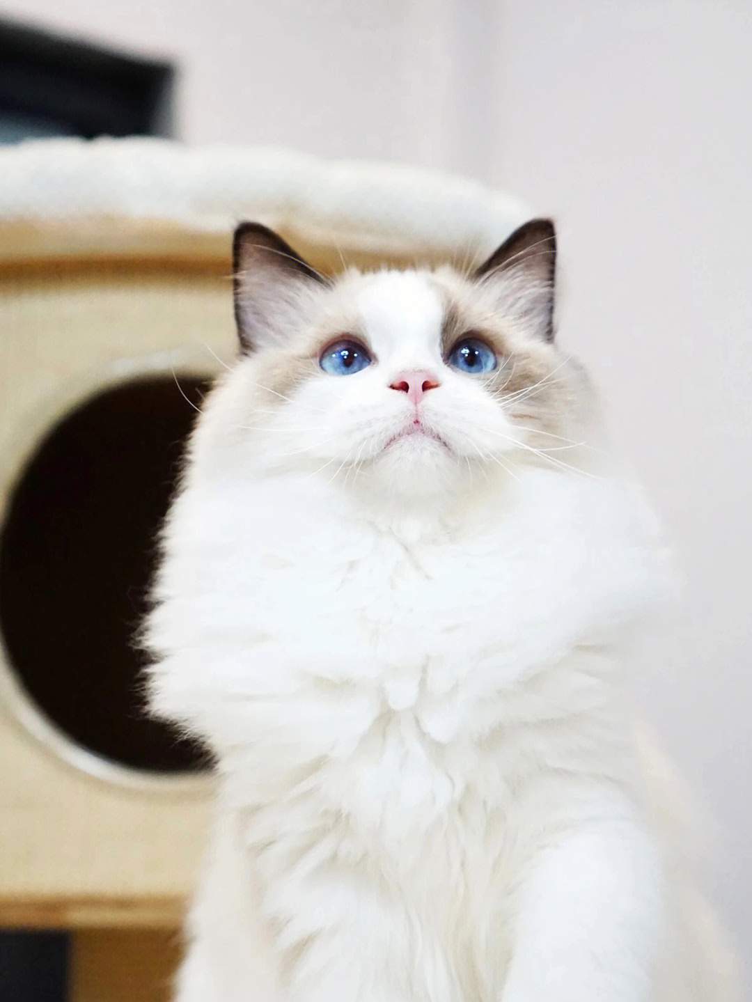 布偶猫丨漂亮懂事的好猫猫
