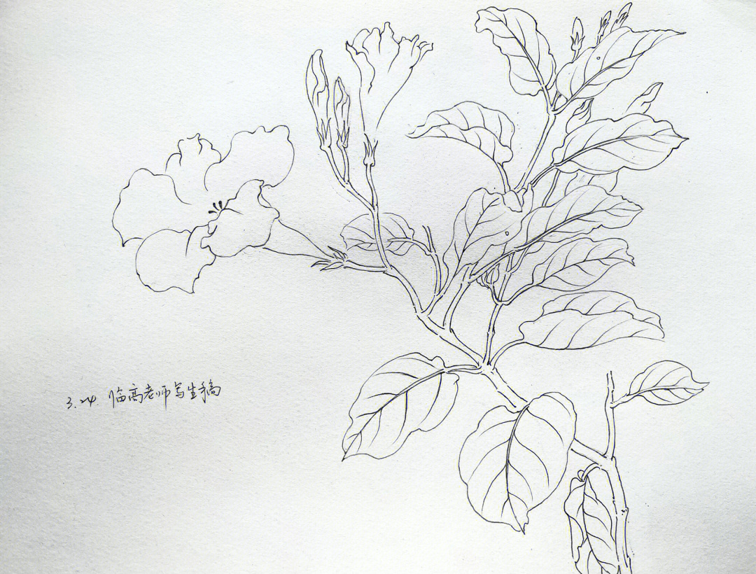 藤本植物手绘线稿图片