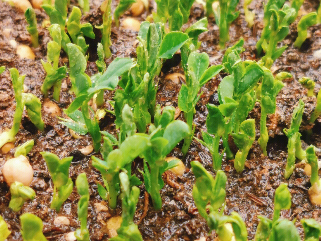 种植豌豆尖
