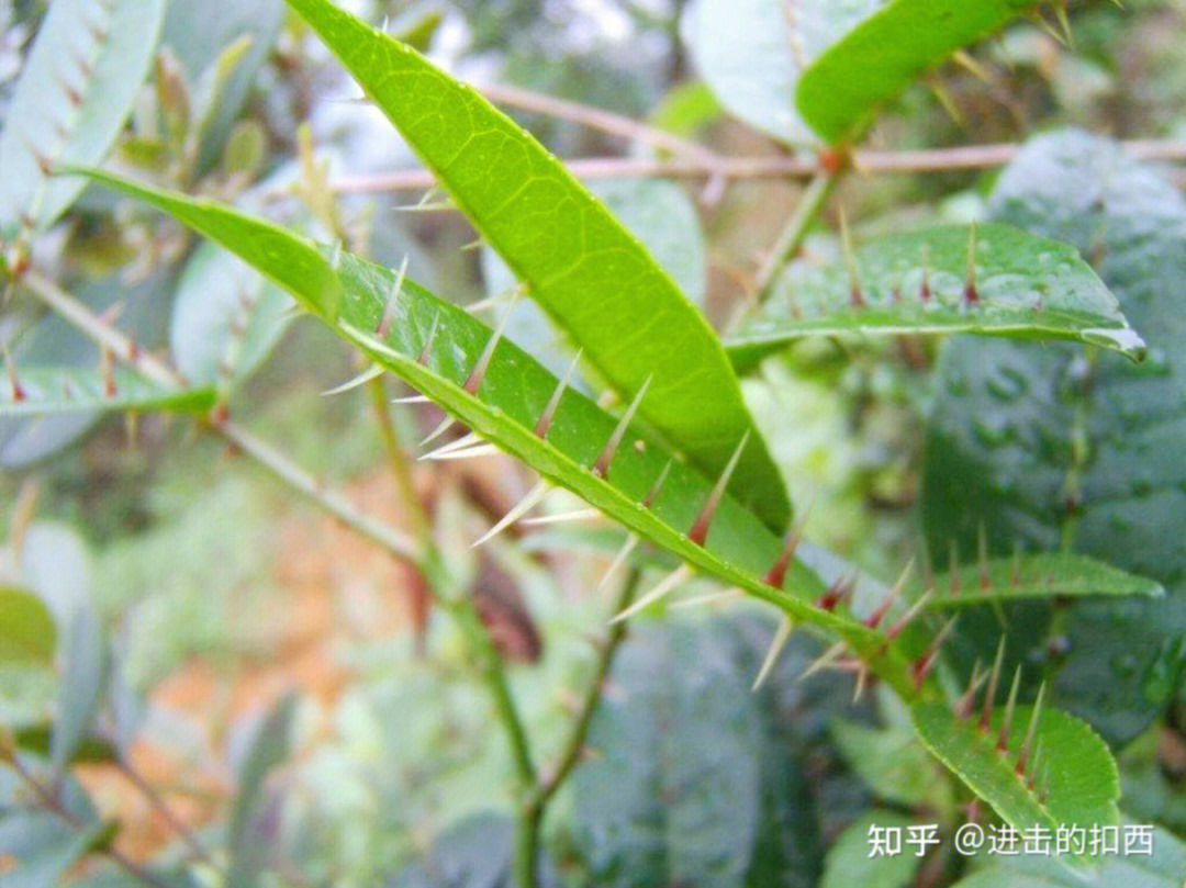 两面针草药图片 功效图片