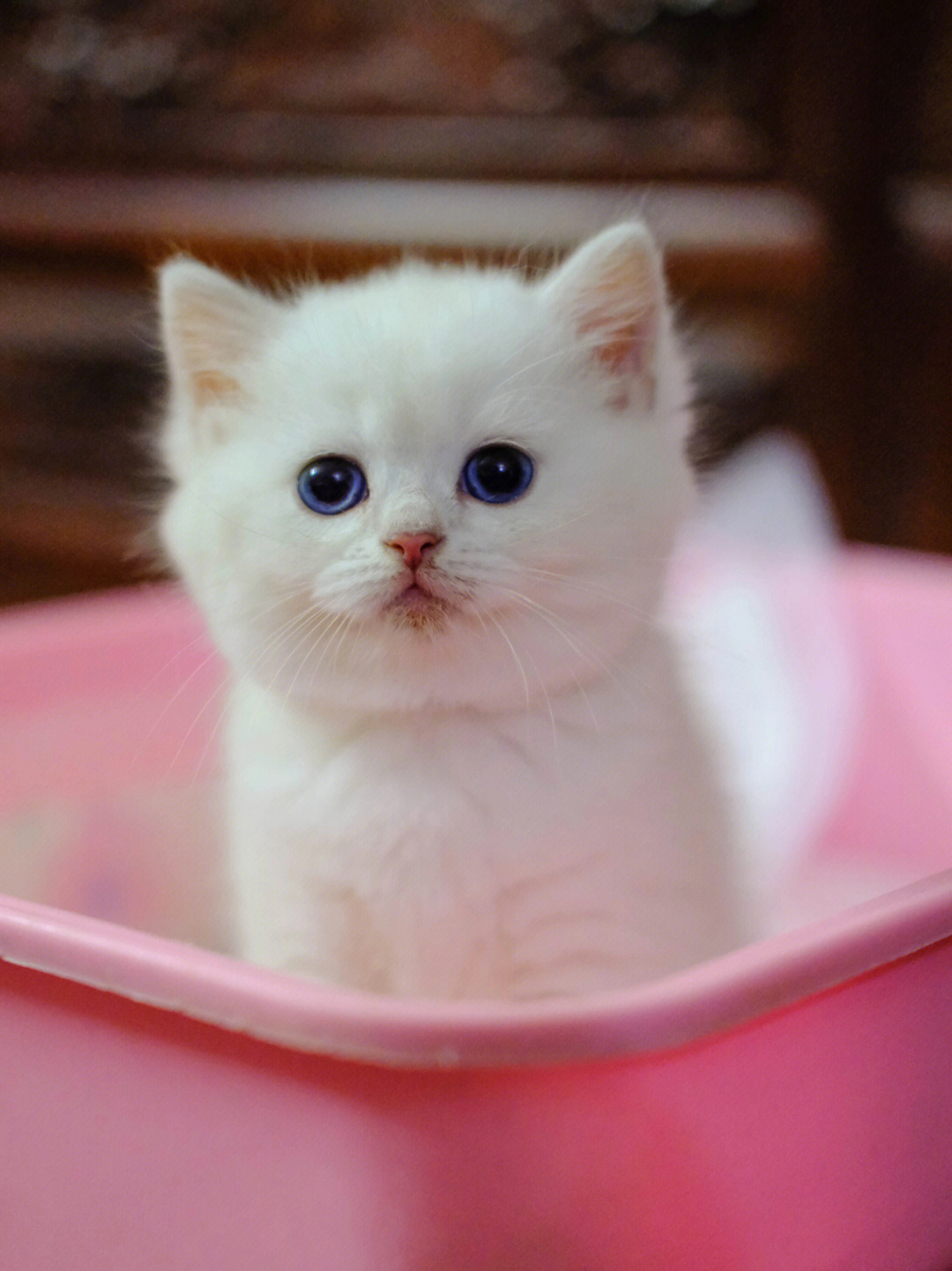 英短白猫多少钱图片