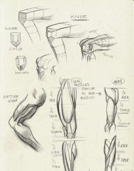 膝关节解剖图素描图片