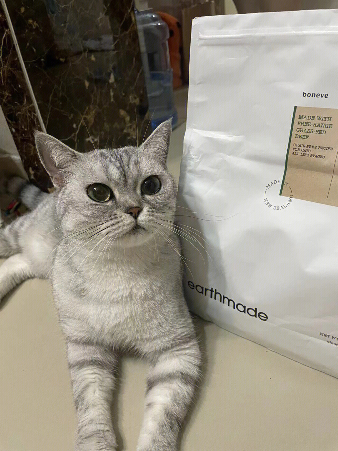 本牧近期猫猫的最爱