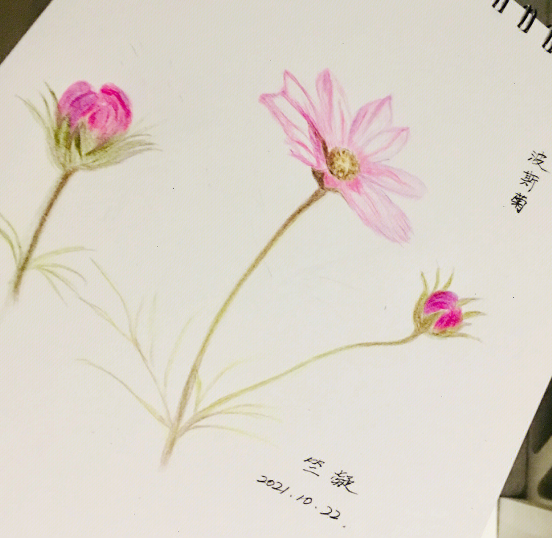 彩铅画波斯菊