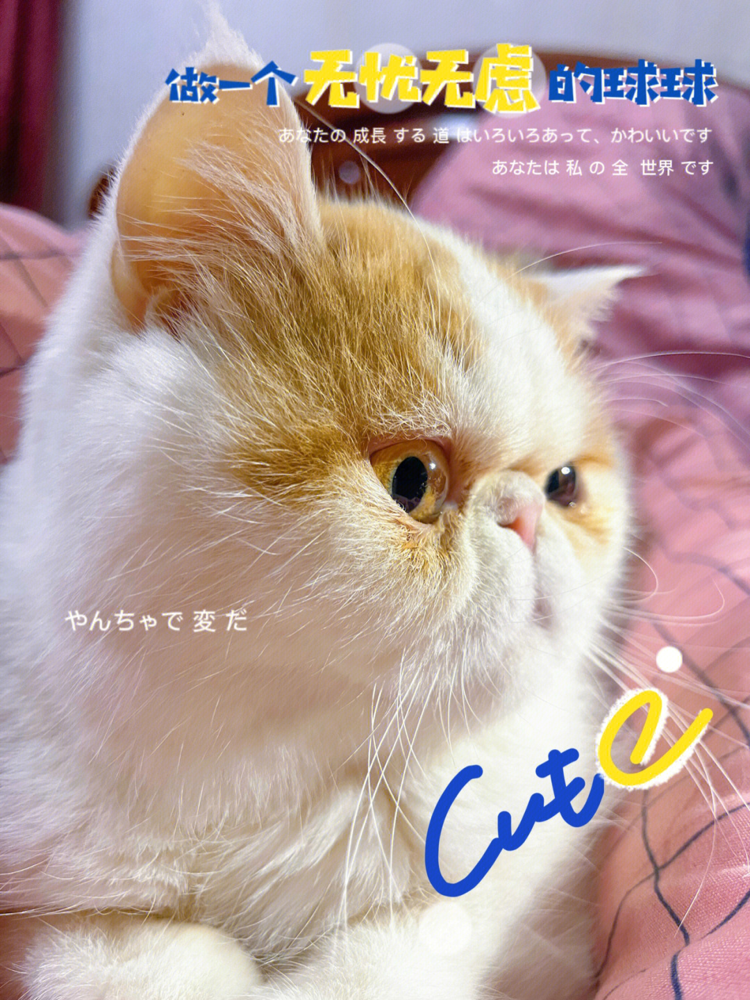 加菲公猫发腮前后照片图片