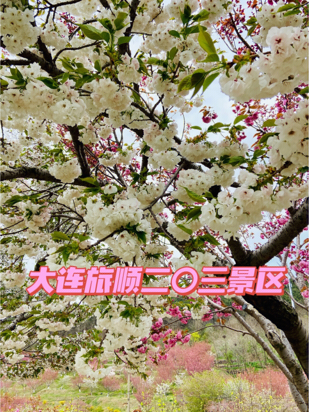 大连旅顺二〇三景区中国大连旅顺樱花节