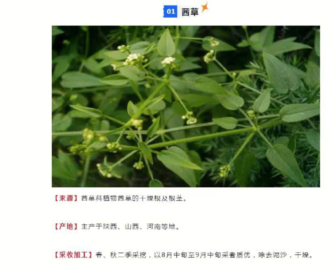 中药茜草的功效与作用图片