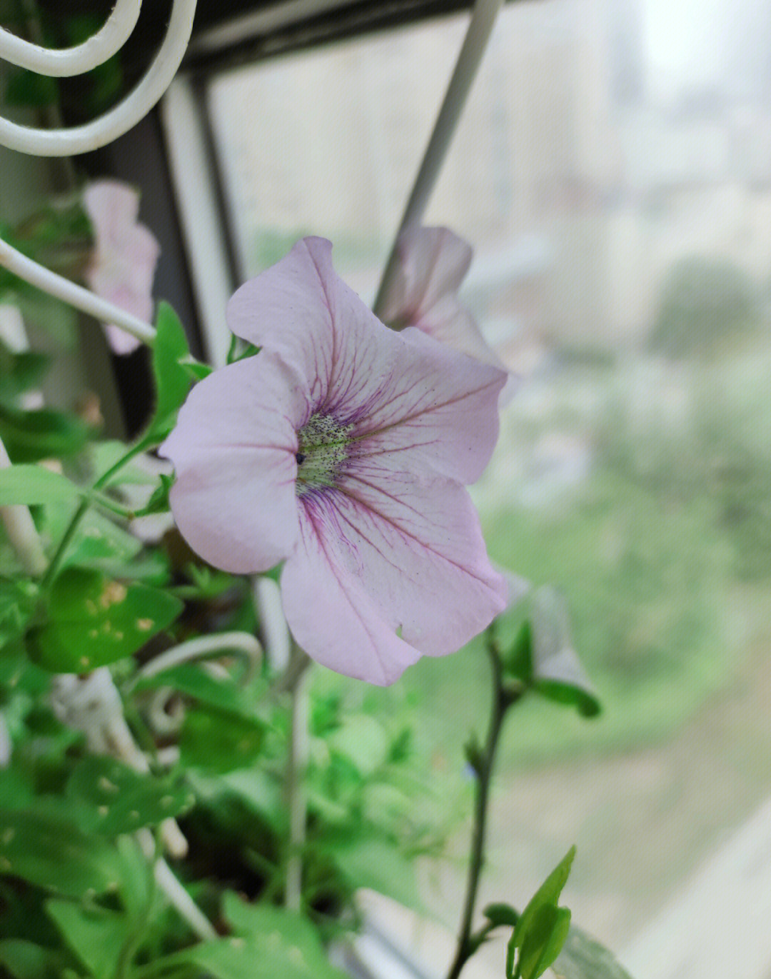 矮牵牛花叶病图片图片