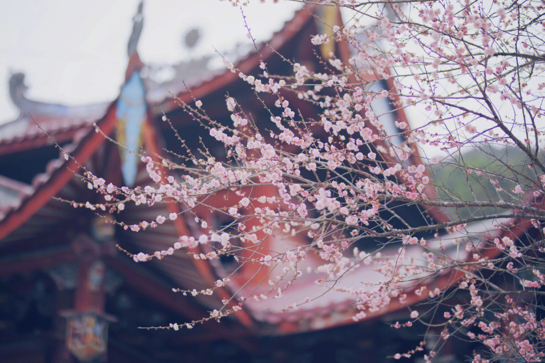 福州林阳寺梅花花期图片