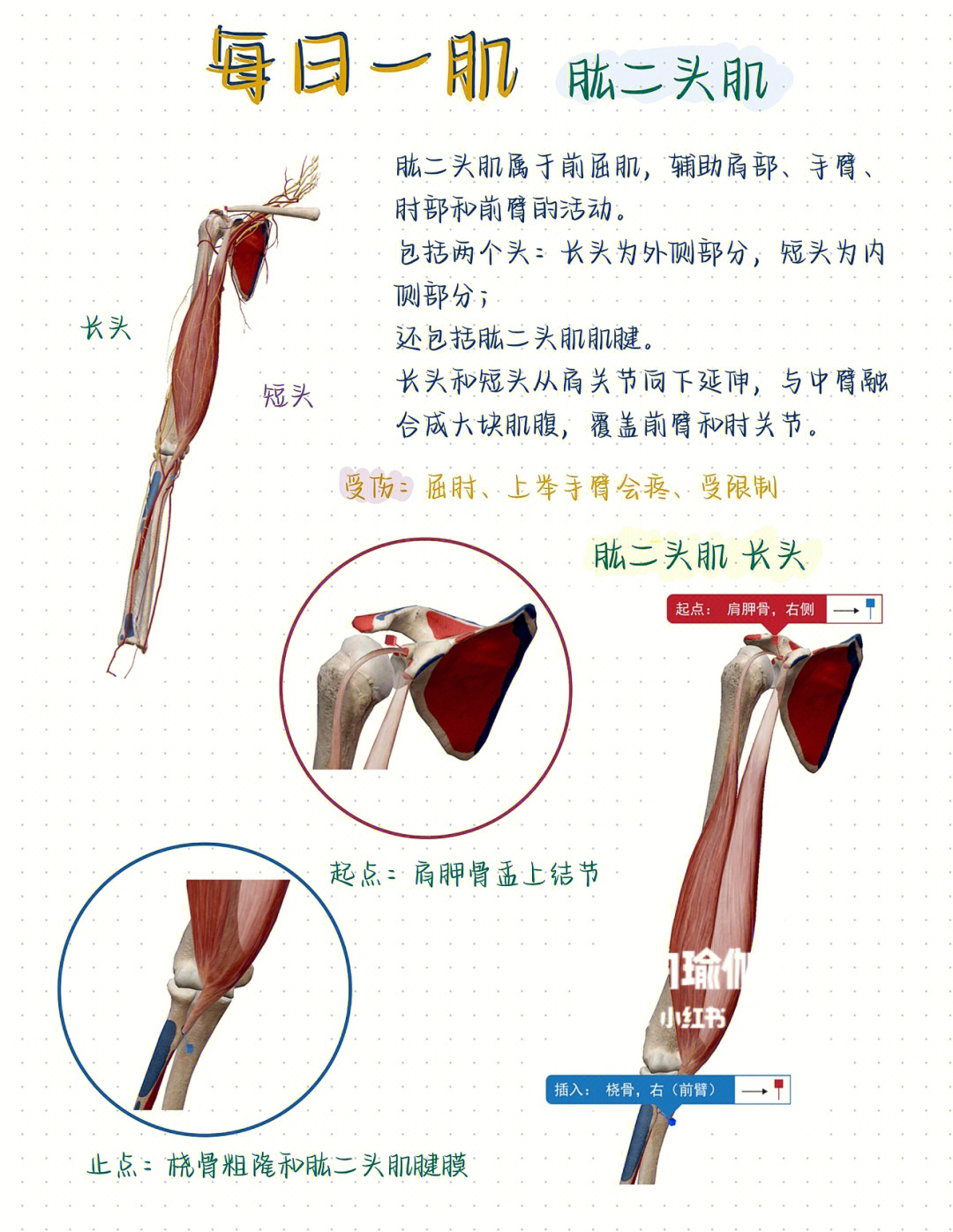 主要的肘屈肌,主要作用于肩关节屈曲,肘关节屈曲以及前臂旋后,其细化