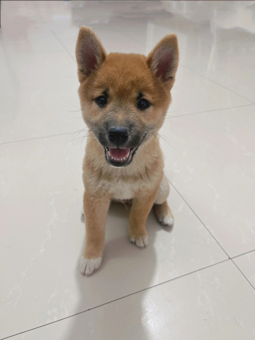 柴犬日常太新手了 柴柴有点淘气 有木有什么需要注意的呢