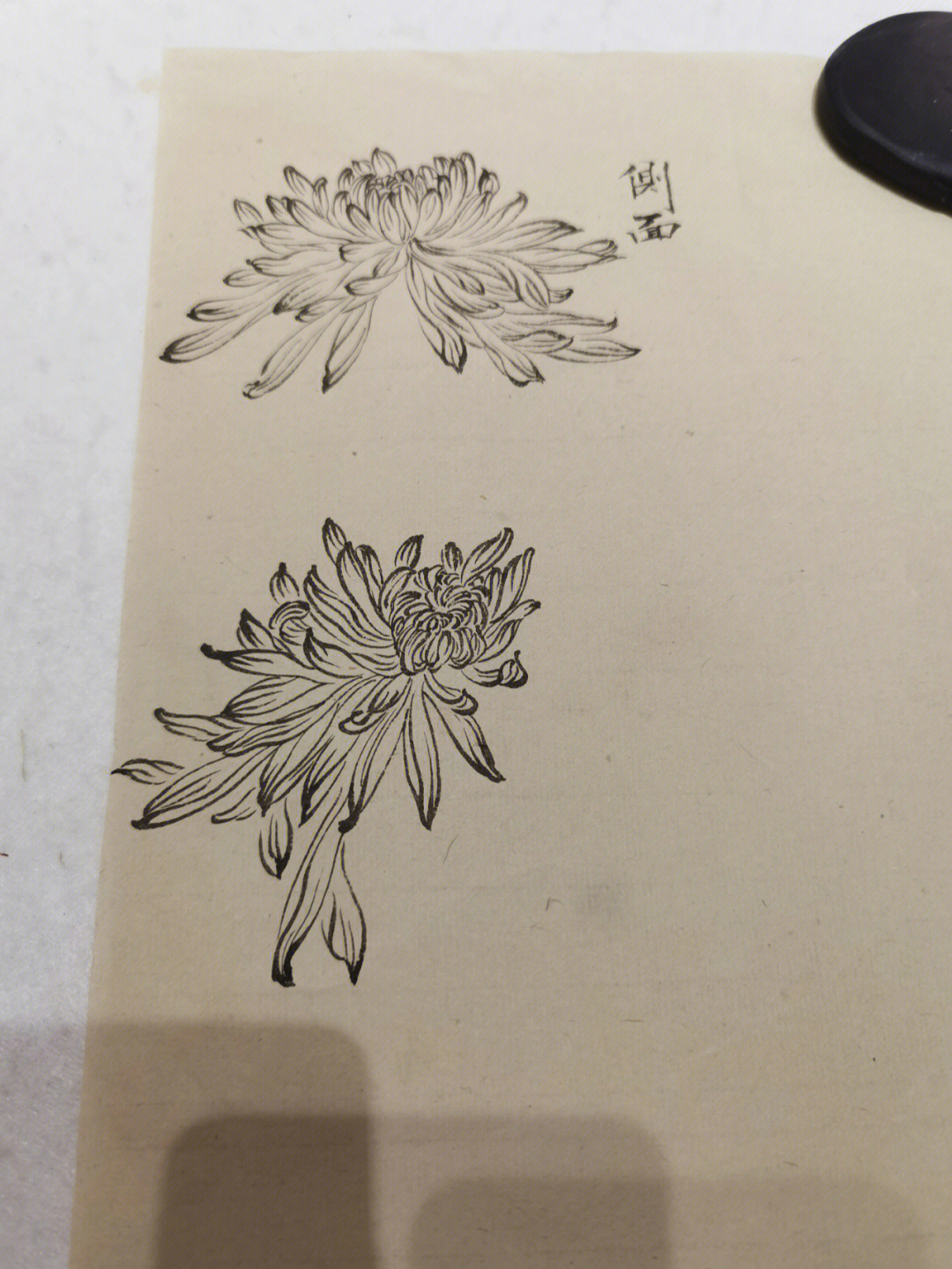 菊花素描图片简单图片