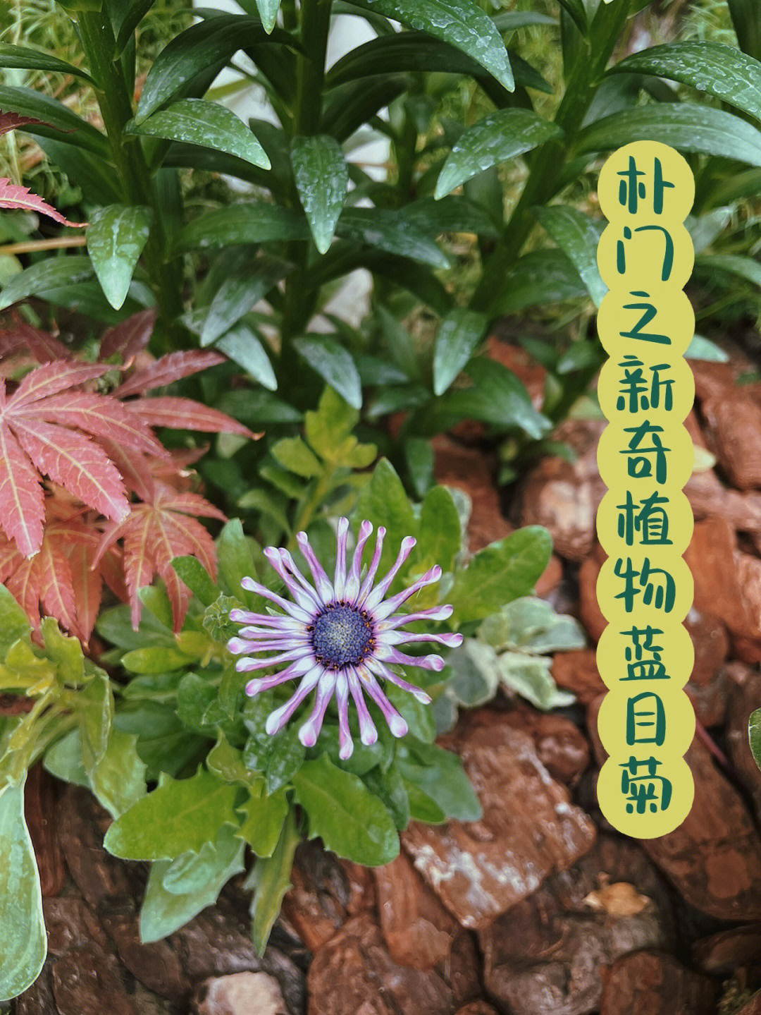 蓝目菊品种大全图片