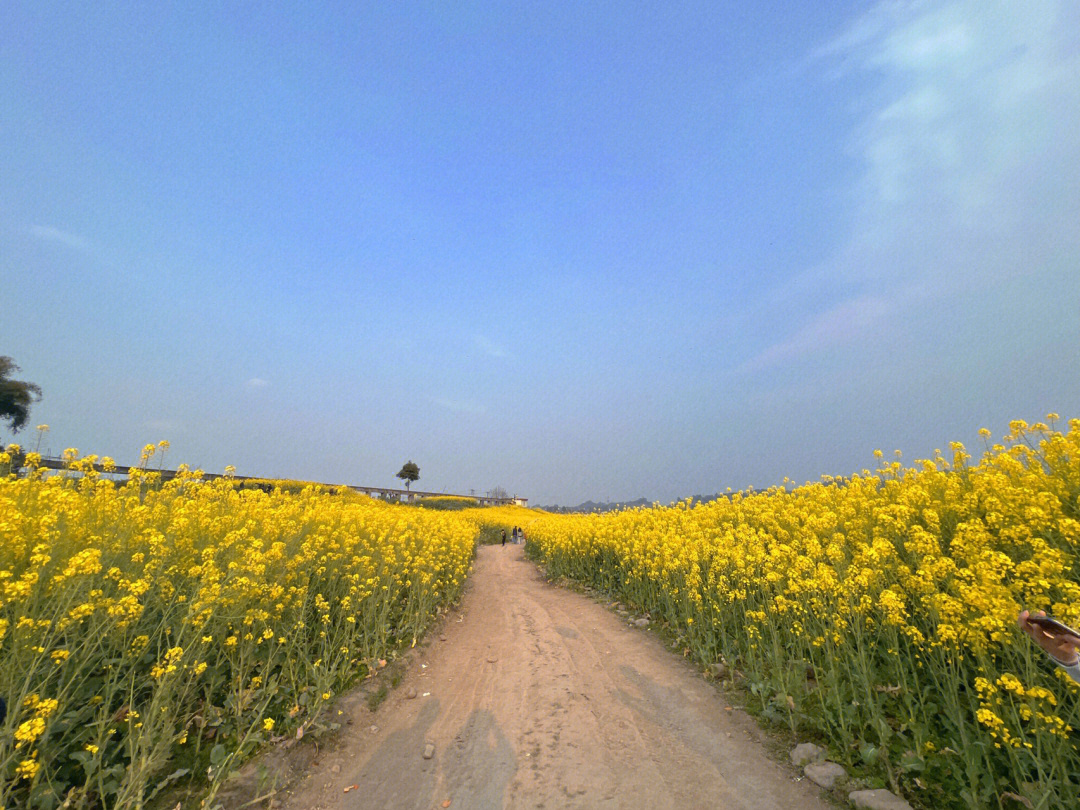 邛崃两河村油菜花地址图片