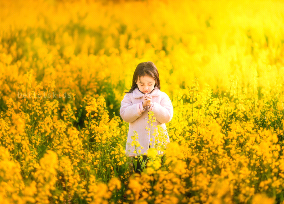 油菜花发现的变化图片