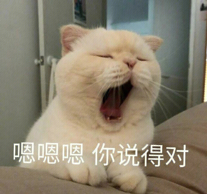 猫加上人手表情包图片