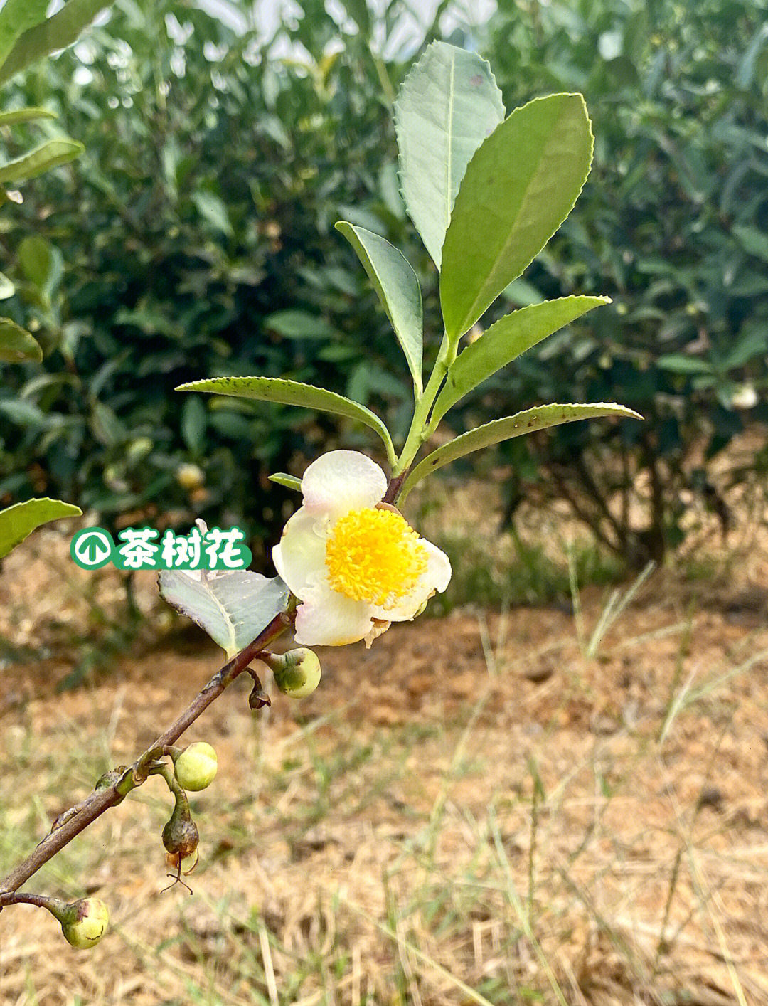 茶树花开花瓣如雪花蕊金黄