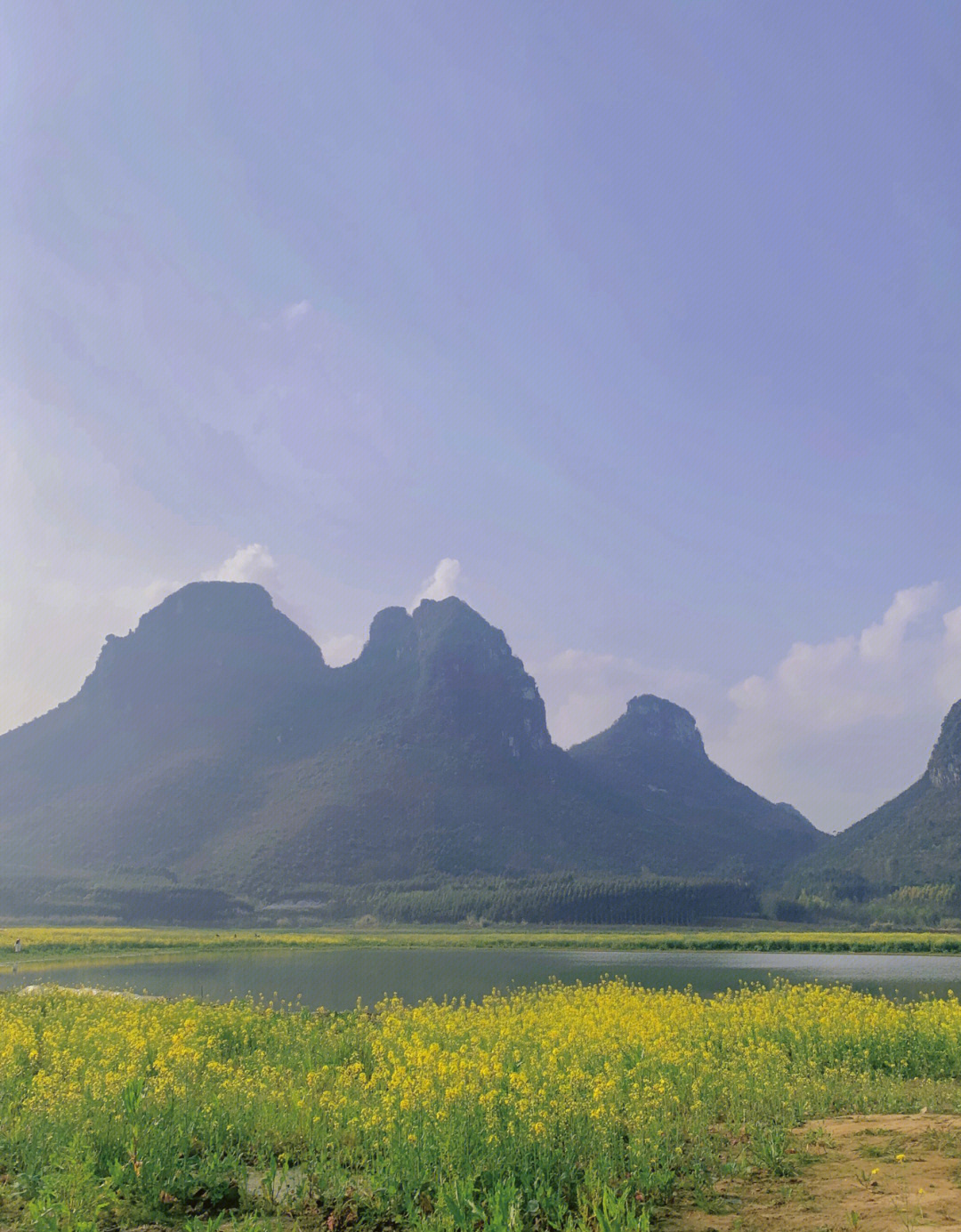 柳州太阳村油菜花图片