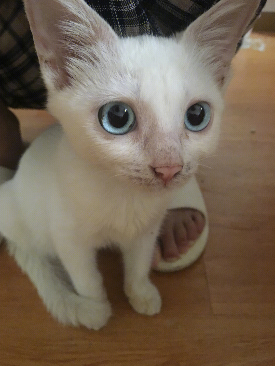 两个月纯白蓝眼小母猫找领养
