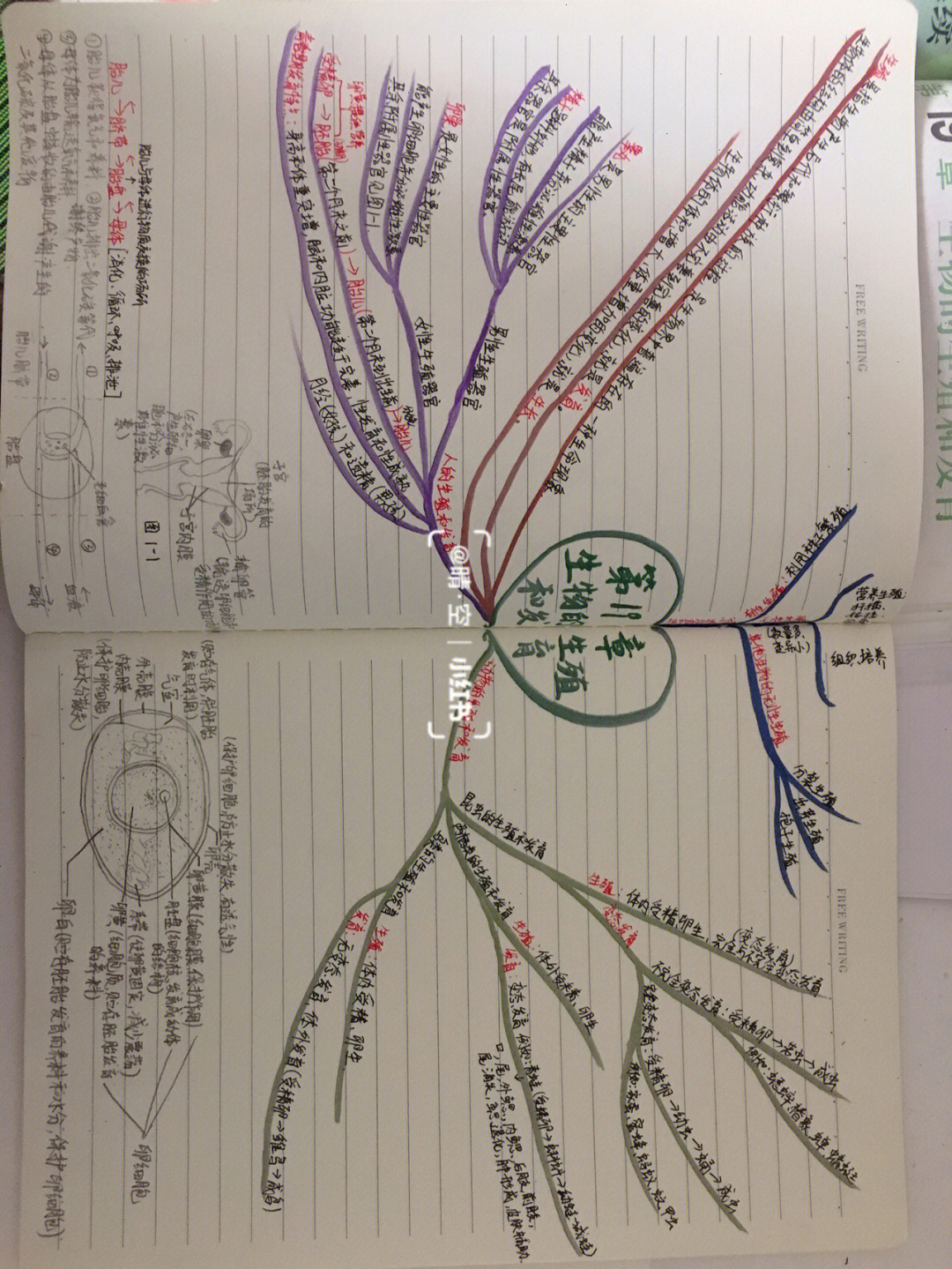 €生物思维导图八年级上册166966章