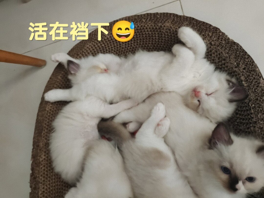 我家小猫睡觉姿势也太销魂了哈哈哈哈哈哈