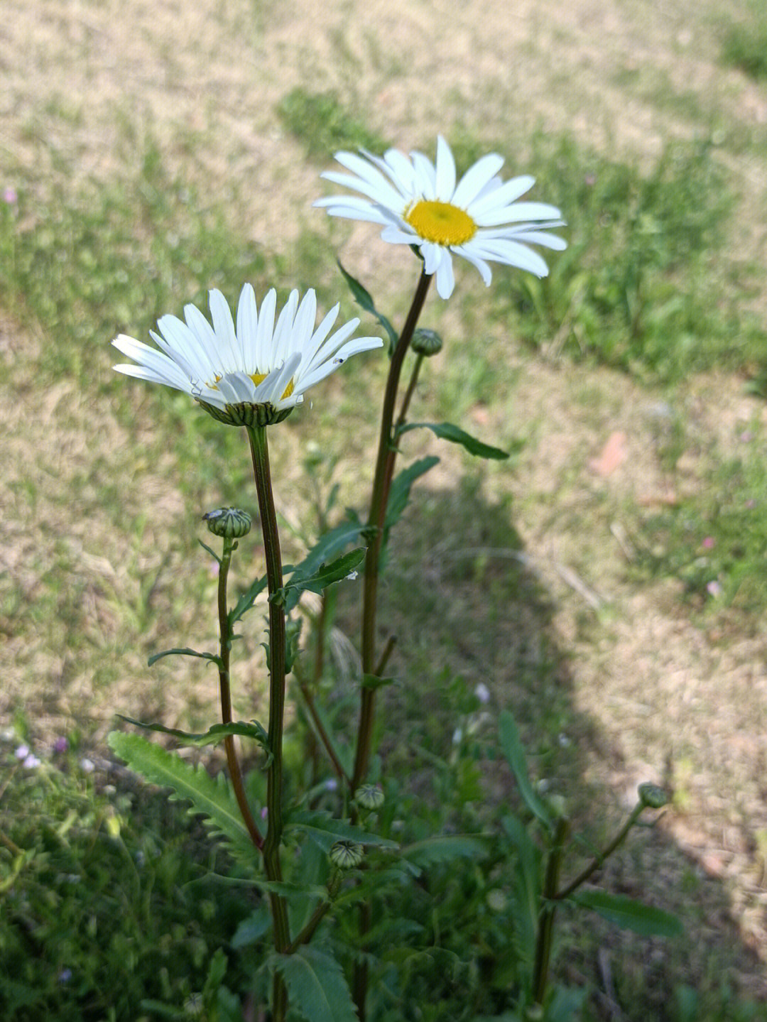 春天野花大滨菊