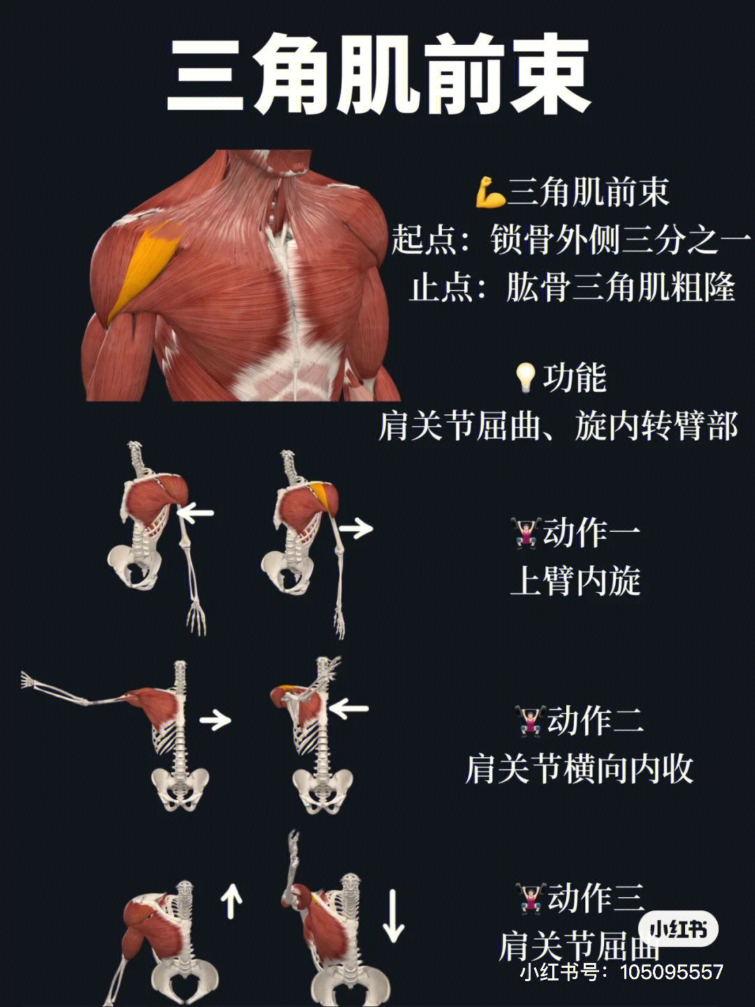 肩关节后伸肌肉图片