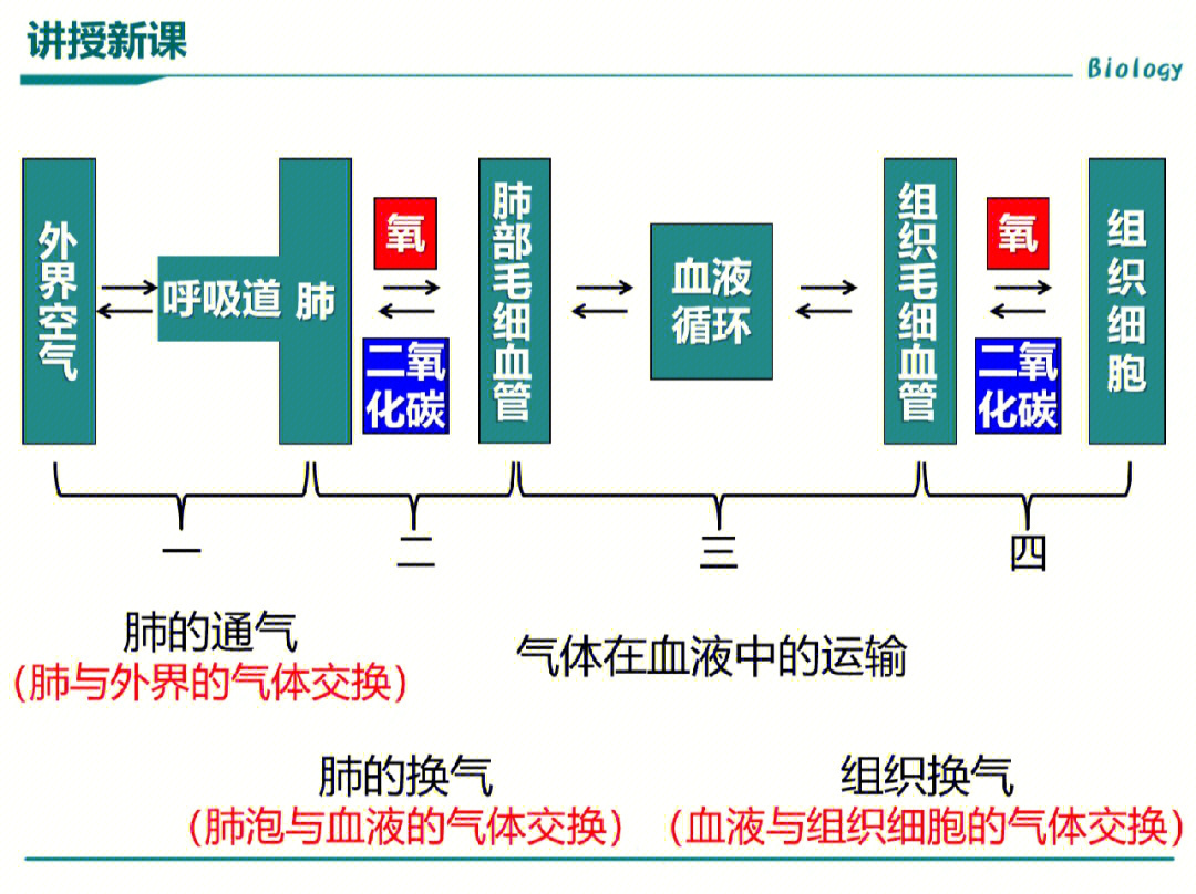 初中生物笔记呼吸系统