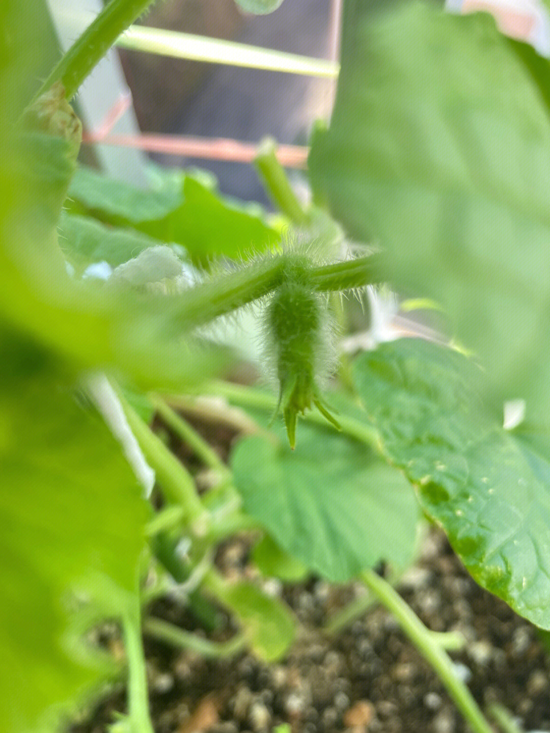 香瓜开花啦韭菜和生菜也发芽喽