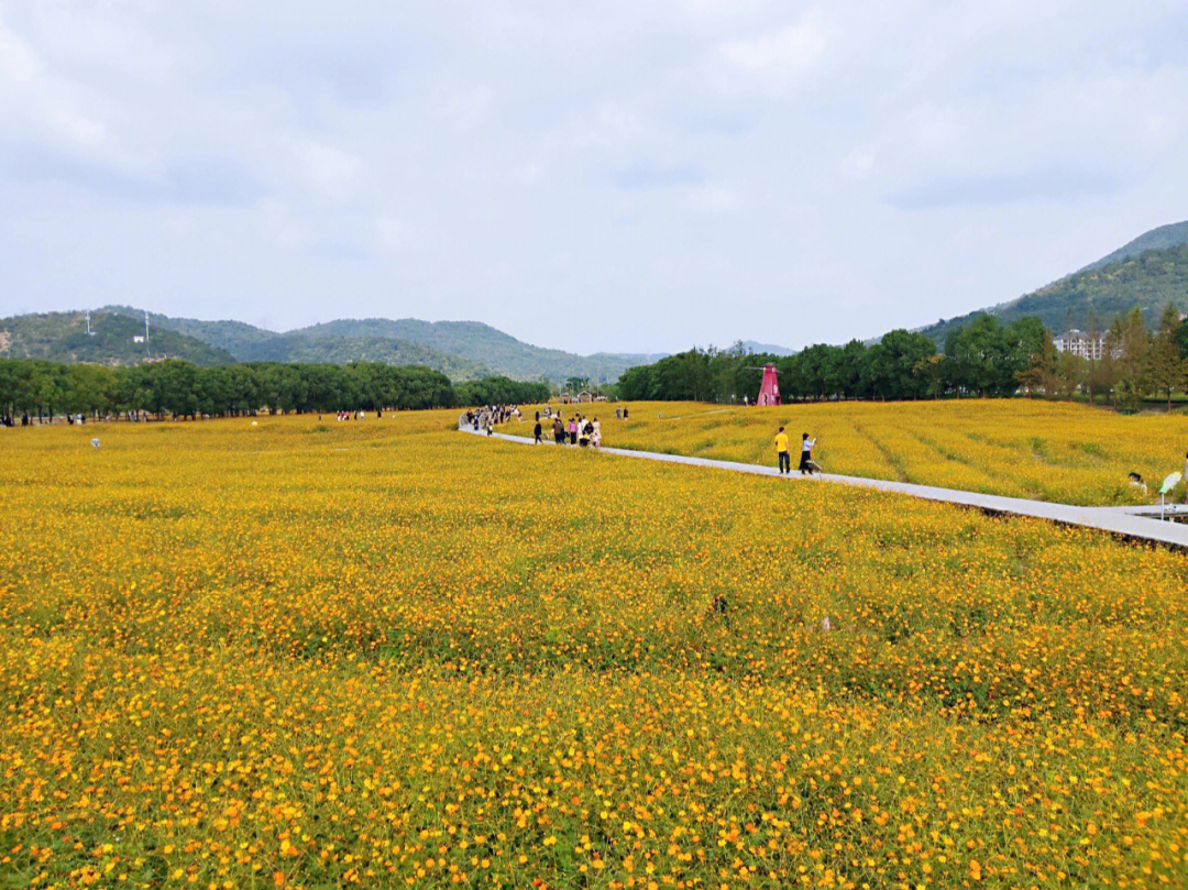 秋日の荪湖花海行