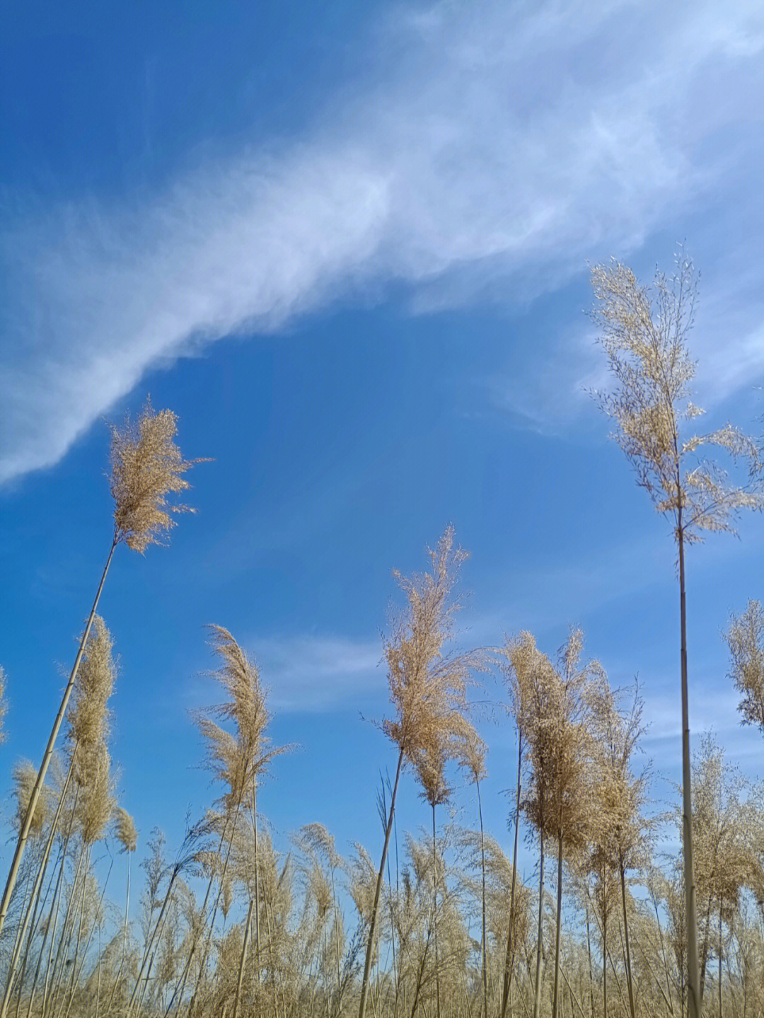 一片芦苇地引发的人生小思索