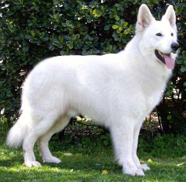 白色大型犬的品种图图片