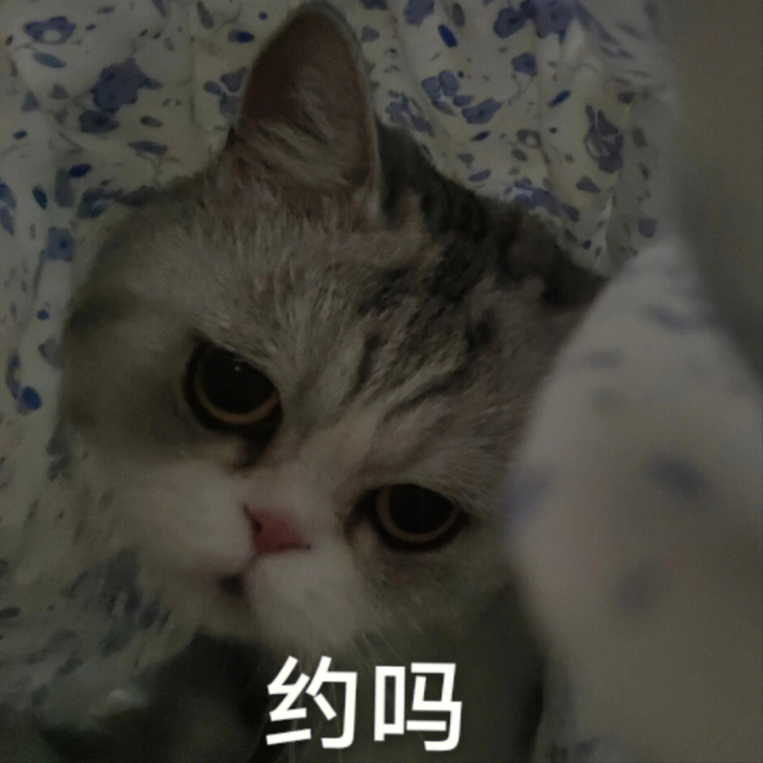 猫表情包后颈图片