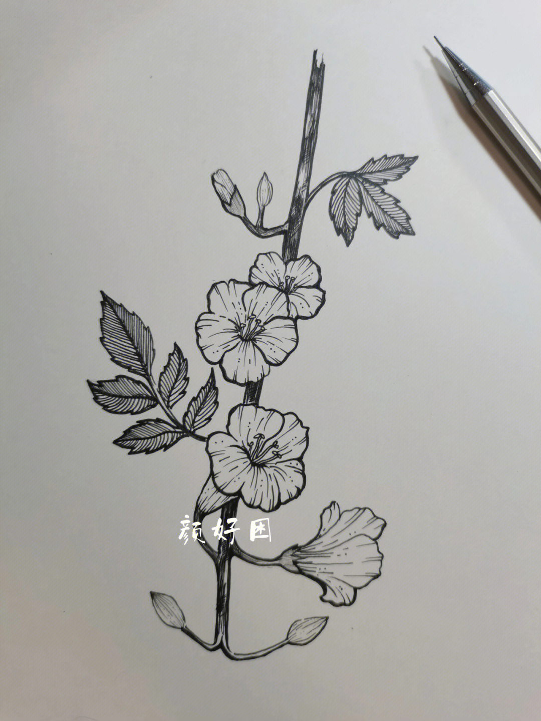 清晰线描花卉画花朵图片