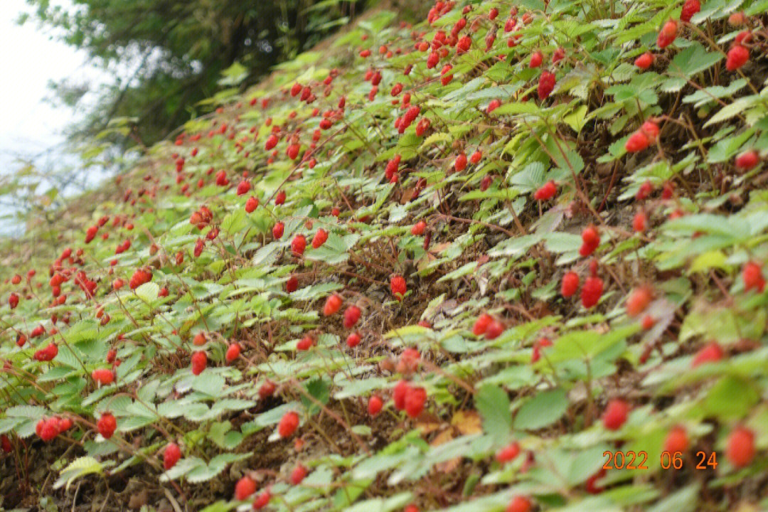 野草莓的药用功效图片