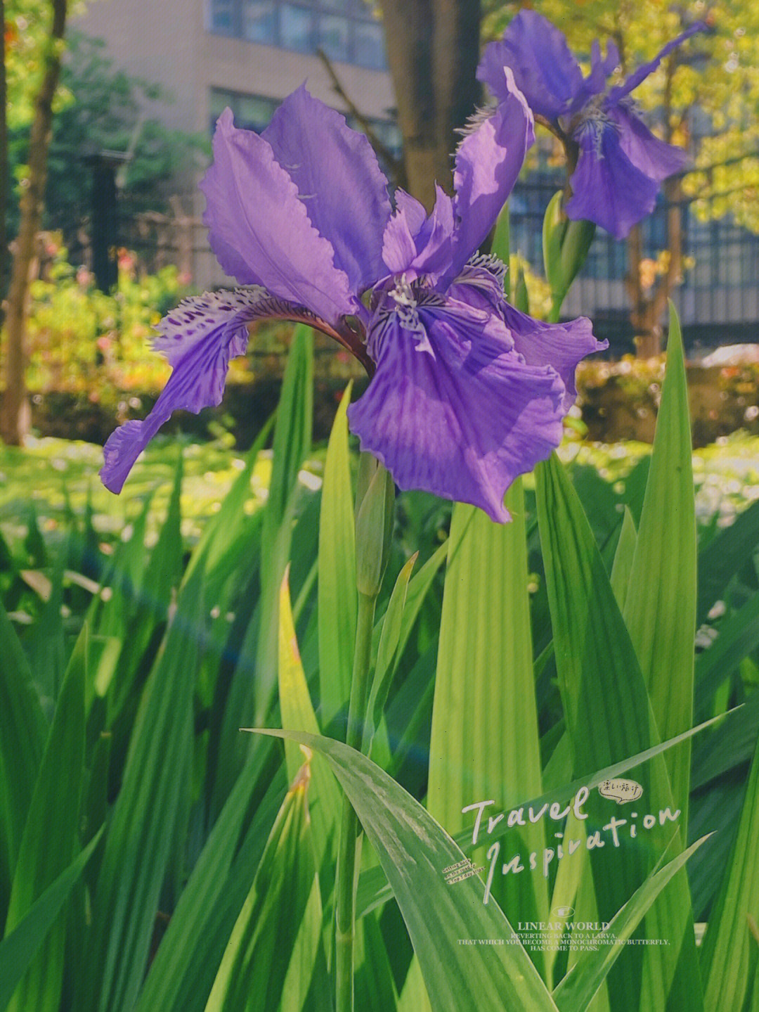 初夏鸢尾花