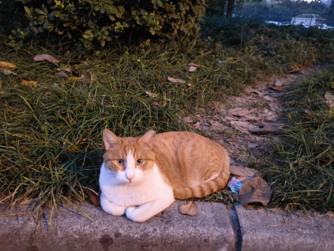 0橘猫30户外图片