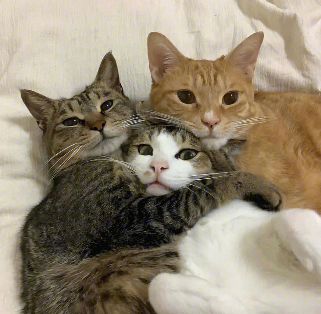 闺蜜头像三人三只猫图片