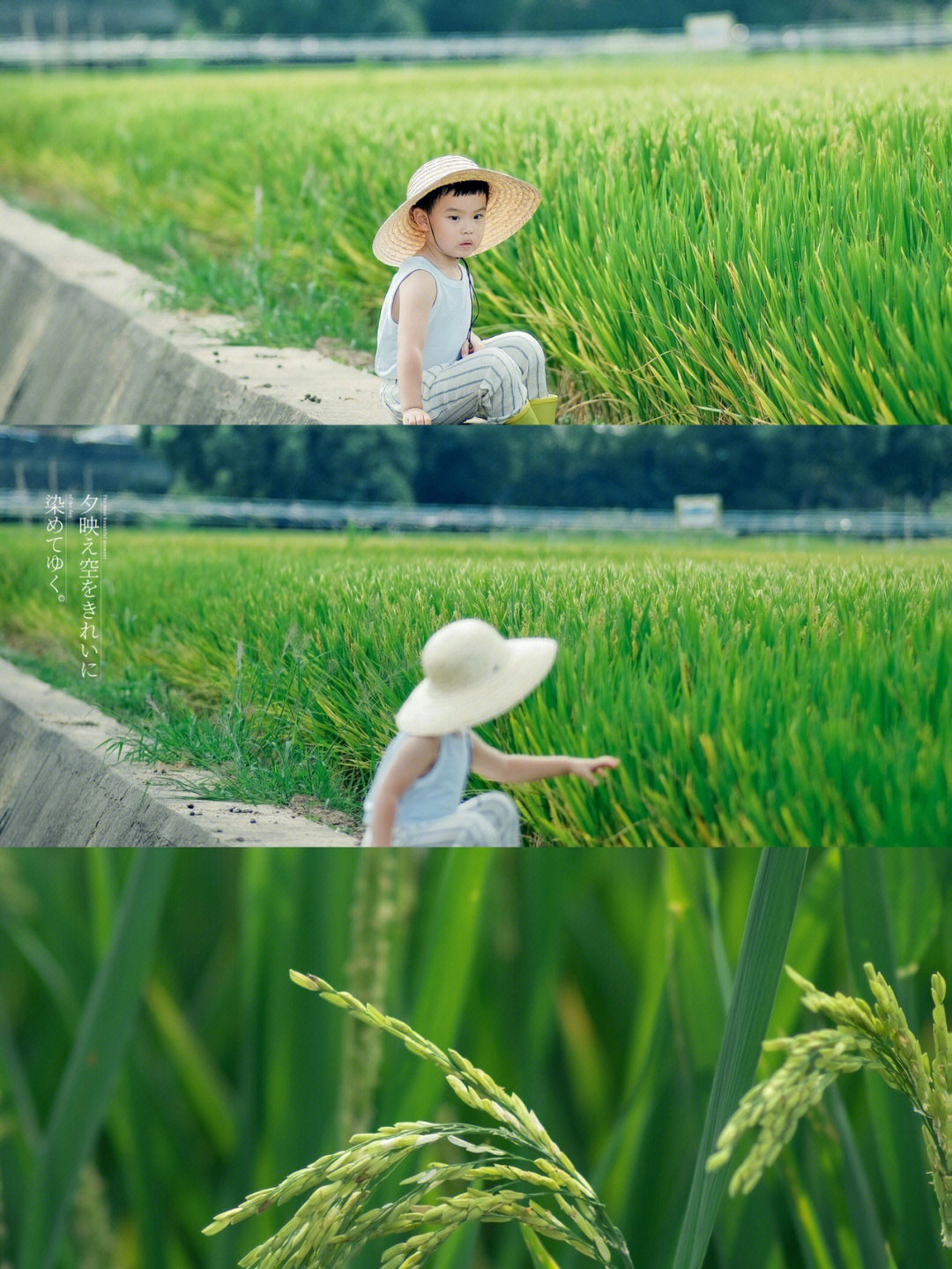 遛娃去哪农科院的水稻快成熟了