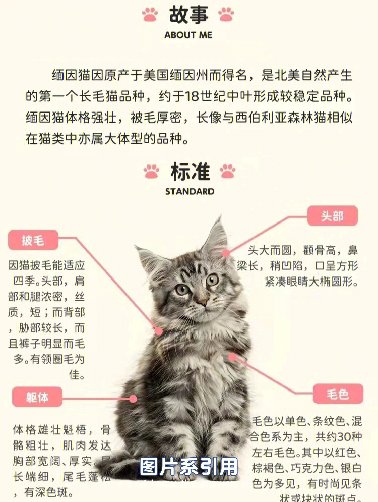 缅因猫身高图片