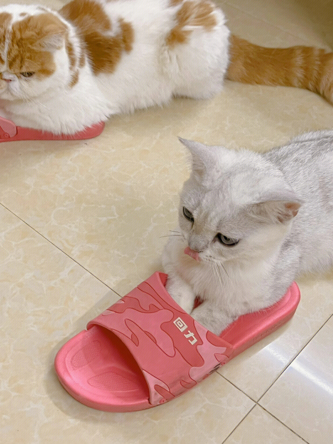 喜欢穿鞋子的猫咪谁能抗拒得了00